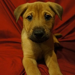Thumbnail photo of Abel-Adopted! #1