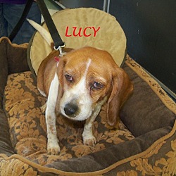 Thumbnail photo of LUCY #1