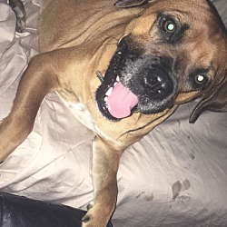 Boxer Puppies For Sale In Harlingen Texas Adoptapet Com