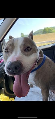 Pittsburgh&Greensburg, PA - Pit Bull Terrier. Meet QUEENIE ...