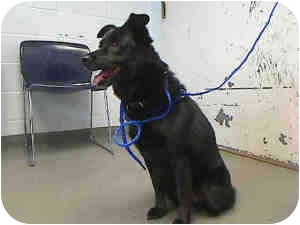 schipperke shepherd mix