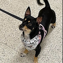 Photo of Bailey in RI