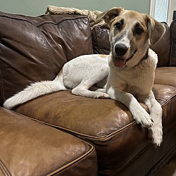 Photo of Nina the Anatolian Shepherd Mi