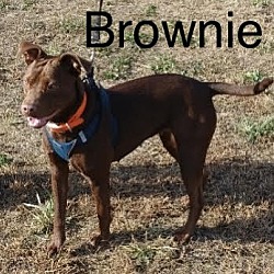 Photo of BROWNIE