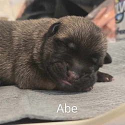 Photo of Baby Firecracker- Abe - Located in Texas