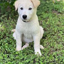 Thumbnail photo of Molly (Ginny's Litter) #4