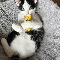 adopt a pet