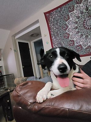 Colorado springs, CO - Border Collie. Meet Lilly a Pet for Adoption ...