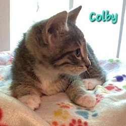 Thumbnail photo of COLBY #2