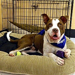 Thumbnail photo of Butch**ADOPTED** #2