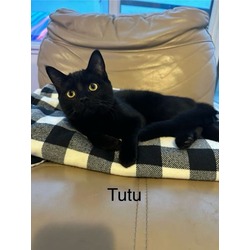 Photo of Tutu (bonded to Lili)