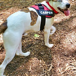 Thumbnail photo of Casper #3