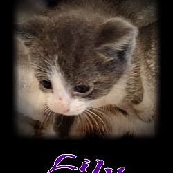 Thumbnail photo of Lily #3