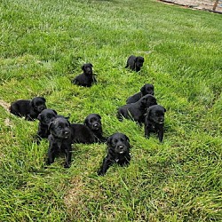 Thumbnail photo of Puppies (boys/girls)!!! #1