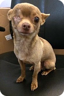 one eyed chihuahua
