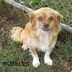 Thumbnail photo of Bubbles- Good lap dog! #3
