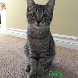 Thumbnail photo of Daisy - Adopted January 2017 #4