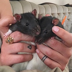 Thumbnail photo of 2 BABY BOY RATS! #2