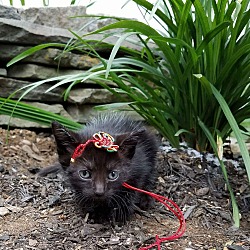 Thumbnail photo of Primrose's Kittens #1