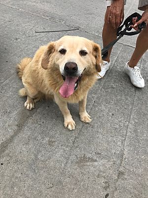 Bellevue Wa Golden Retriever Meet Clancey A Pet For Adoption