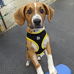 Photo of Whiskey