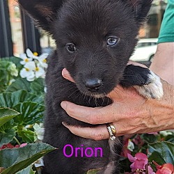 Photo of Orion