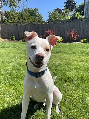 Keizer, OR - American Pit Bull Terrier/Australian Cattle Dog. Meet Fred ...