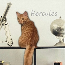 Photo of Hercules #strong-man?