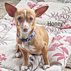 Thumbnail photo of Honey #3