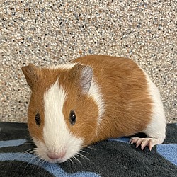 Photo of Peppa Pig
