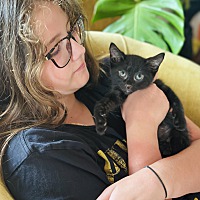 adopt a pet