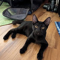 adopt a pet