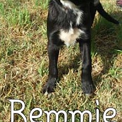 Photo of Remmie