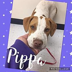 Thumbnail photo of Pippa #2