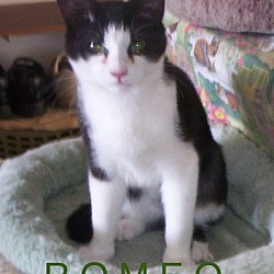 Thumbnail photo of Romeo-adopted 12-31-17 #2