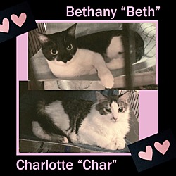 Photo of Bethany & Charlotte SisterCats