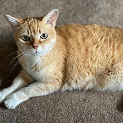 Thumbnail photo of Eddie- senior cat #1