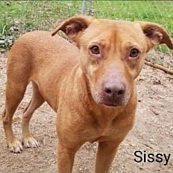 Thumbnail photo of Sissy #1