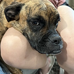 Photo of Bella