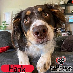 Photo of Hank (Courtesy Post)