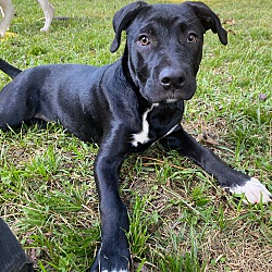 Photo of Koa