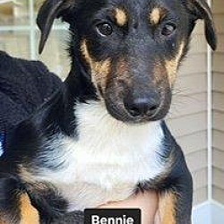 Photo of Bennie