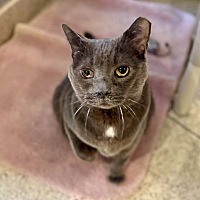 adopt-pet