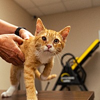adopt a pet