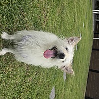 adopt-pet