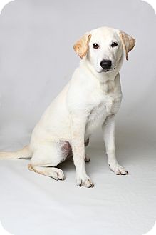 White River Junction Vt Labrador Retriever Meet Rikka Pup A Pet For Adoption