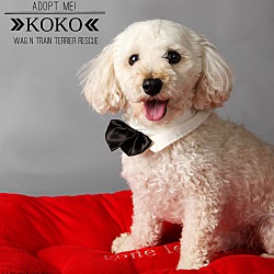 Thumbnail photo of Koko #1