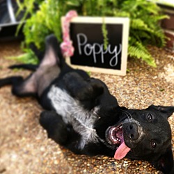Thumbnail photo of Poppy~adopted! #1