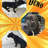 Photo of Deno