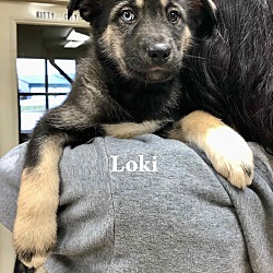 Photo of Puppy Loki- pending